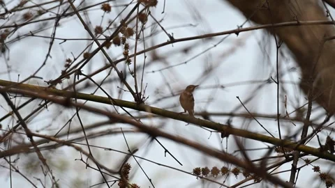 Forest wagtail looking beautiful perched on a dry tree in Tadoba national park Stock Footage 272220108