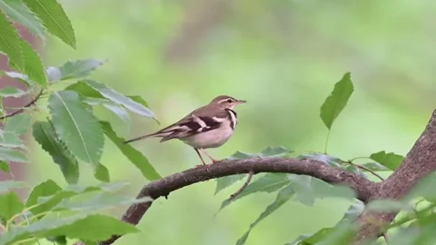 Forest wagtail perched on branch Vídeos de archivo 335661613