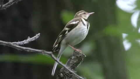 Forest wagtail sitting on tree branch Видео 335661523