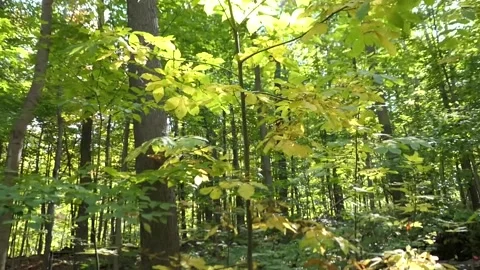 Forest Walk 11 Stock Footage