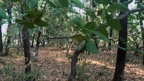 Forest Walk Alone Woods Pan dolly with nature 库存影片 101479725
