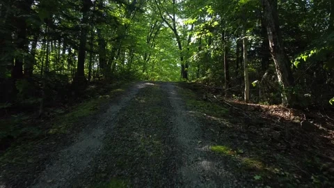Forest Walk Along Trail Stock Footage 146923731