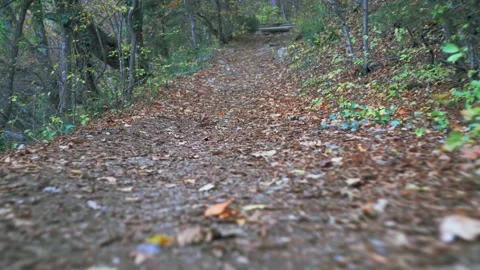 Forest walk along trail with spring leaves, pine needles relict mountain trees q Video stock 143927872