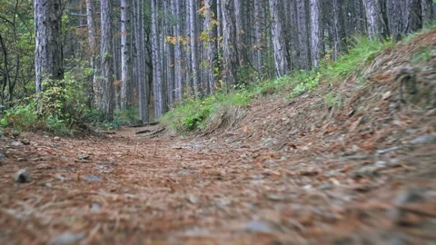Forest walk along trail with spring leaves, pine needles relict mountain trees w Video stock 143927908