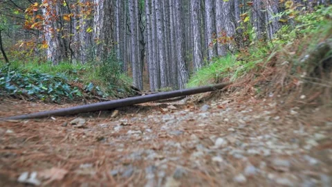 Forest walk along trail with spring leaves, pine needles relict mountain trees e Stock Footage 143928189