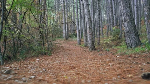 Forest walk along trail with spring leaves, pine needles relict trees roots r Stock Footage 143928347