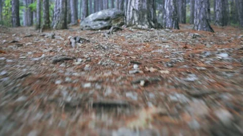 Forest walk along trail with spring leaves, pine needles relict trees stone Stock Footage 143928559