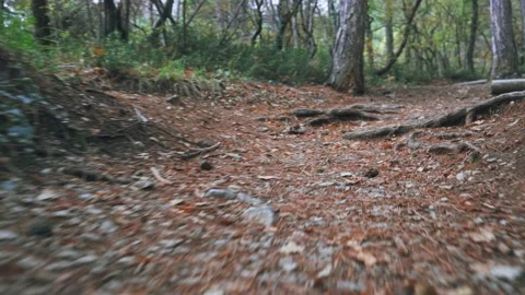 Forest walk along trail with spring leaves, pine needles relict trees roots t Stock Footage 143928660