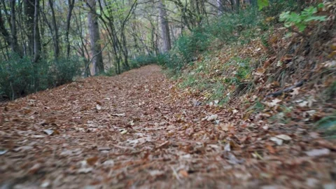Forest walk along trail with spring leaves, pine needles relict mountain trees u Video stock 143929572