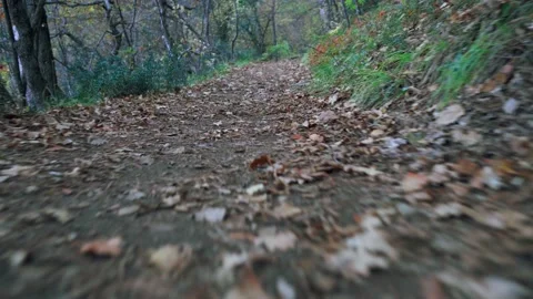 Forest walk along trail with spring leaves, pine needles relict mountain trees i Video stock 143929815
