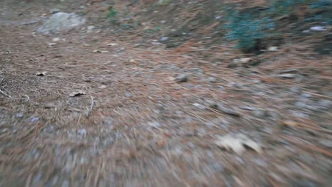 Forest walk along trail with spring leaves, pine needles relict mountain trees n Stock Footage 143930167