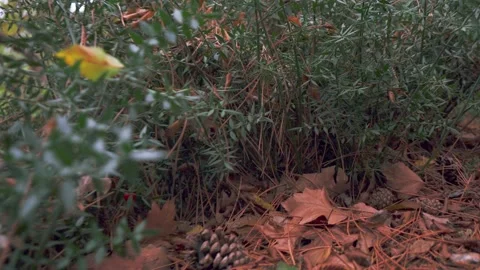Forest walk along trail with spring leaves, pine needles relict mountain trees p Stock Footage 143930240