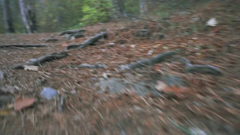 Forest walk along trail with spring leaves, pine needles relict trees roots a Stock Footage 143931050