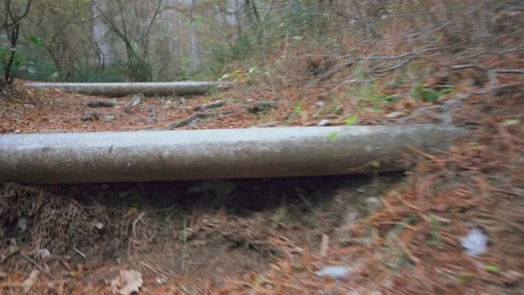 Forest walk along trail with spring leaves, pine needles relict mountain trees s Stock Footage 143931382