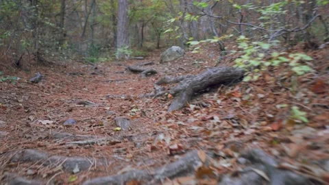 Forest walk along trail with spring leaves, pine needles relict trees roots d Stock Footage 143931613