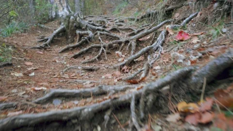 Forest walk along trail with spring leaves, pine needles relict trees roots f Stock Footage 143931972