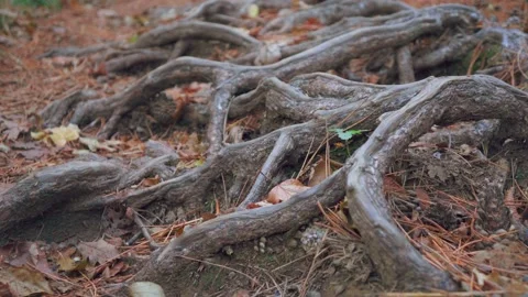 Forest walk along trail with spring leaves, pine needles relict trees roots g Video stock 143933979