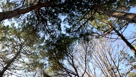 Forest Walk And Trees In The Sky Stock Footage 339955229