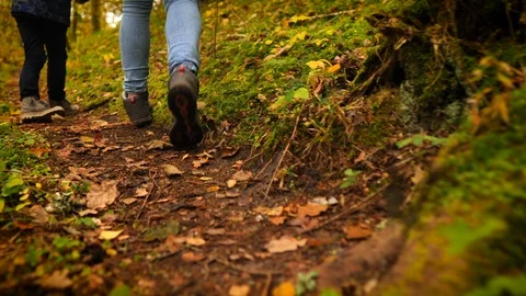 Forest walk in autumn Stock Footage 118017400
