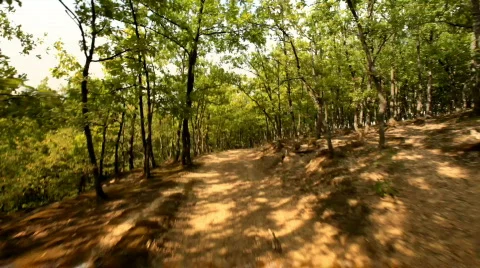 Forest Walk Video stock 545926