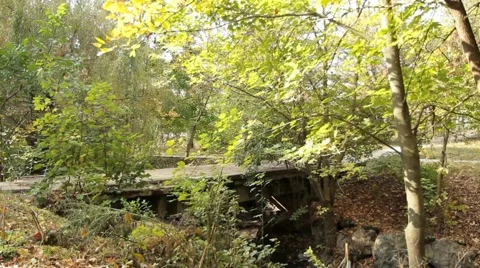 Forest Walk Stock Footage 52559843