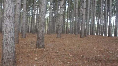 Forest Walk Video stock 74864273