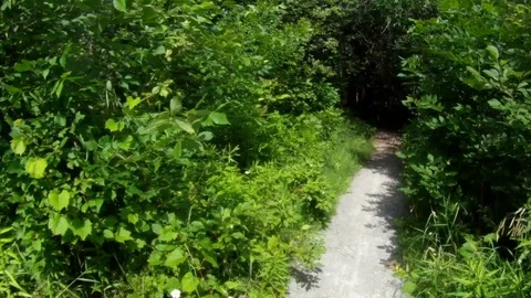 Forest Walk Video stock 82540001