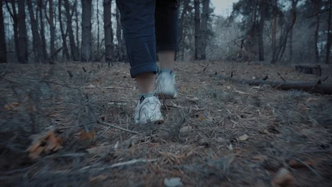 Forest walk 스톡 동영상 108655281