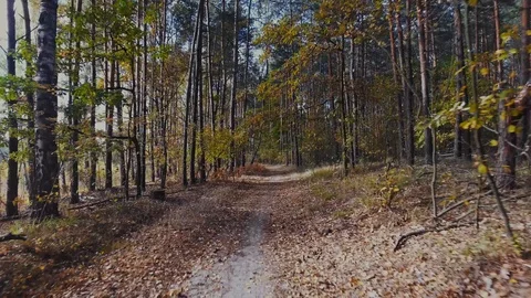 Forest Walk Stock Footage 122337217