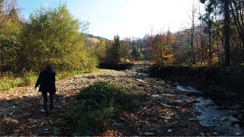 Forest Walk Stock Footage 122338072