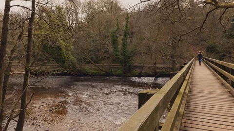 Forest Walk Vídeo Stock 127021485