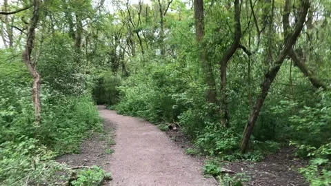 Forest Walk Stock Footage 137698811