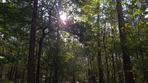 Forest Walk Stock Footage 146096323