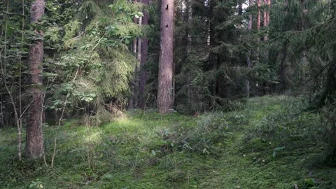 Forest walk Video stock 151025224