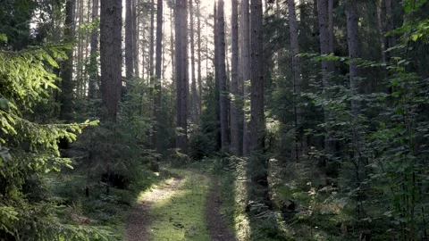 Forest walk Video stock 151025434