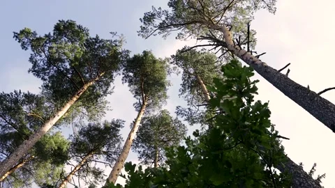 Forest walk Video stock 151025851