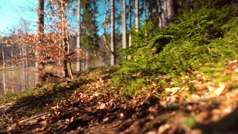 Forest walk Stock-Footage 152330840