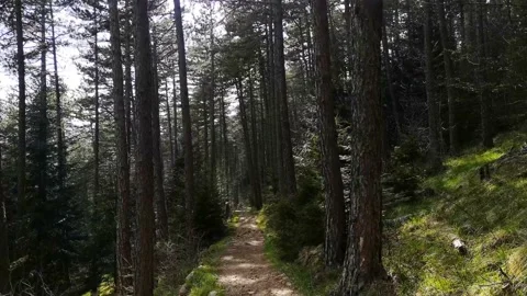 Forest walk Video stock 153557488