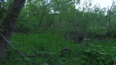 Forest walk Stock Footage 217592880