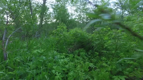 Forest walk Stock Footage 217855334