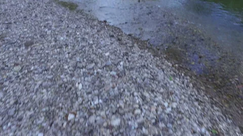 Forest walk Stock Footage 218211606