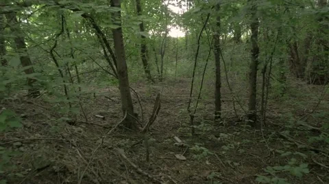 Forest walk gimbal 4K Stockbeeldmateriaal 55354400