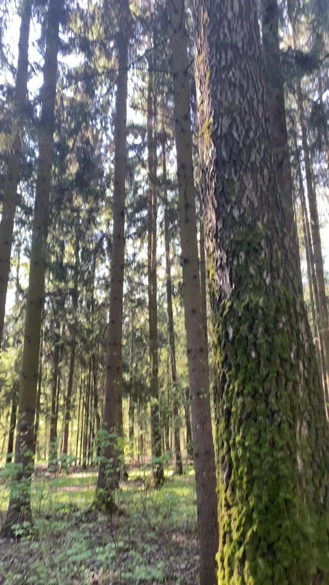 Forest Walk In Late Spring / Summer, Steady Stock Footage 241082171