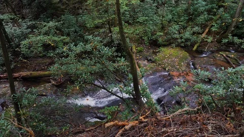 Forest Walk Looking Down at Stream Stock Footage 96753468
