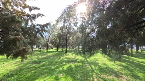 Forest walk in a magnificent pine forest (2) Stock Footage 300195560