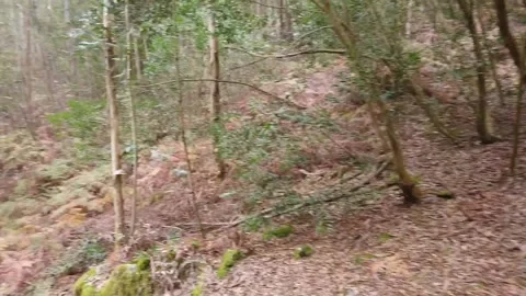 Forest walk motion timelapse Stock Footage 229780178