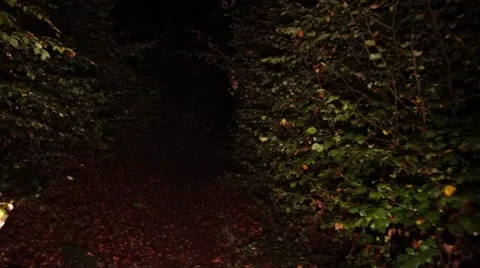 Forest  Walk at Night  30sec. Steady 動画素材 49650882