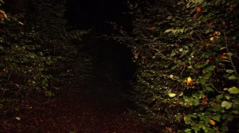 Forest  Walk at Night  60sec. Steady 動画素材 49651022