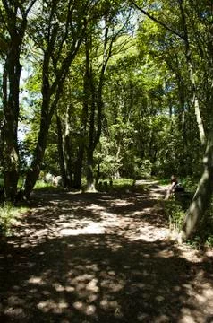 Forest walk Stock Photos