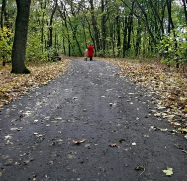 Forest walk Stock Photos